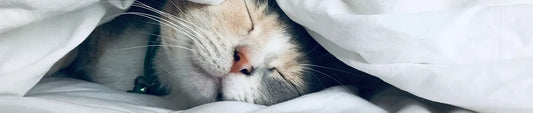 Le maté empêche-t-il de dormir ?