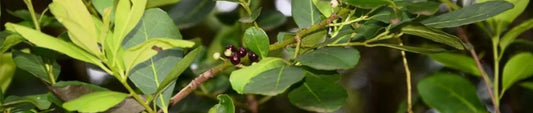 De quoi est composé le Maté ?