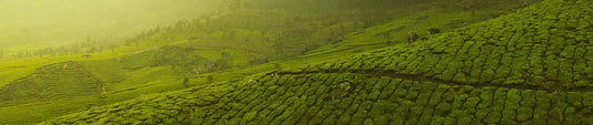 Tea garden
