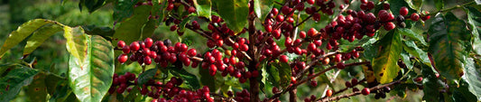 coffee tree