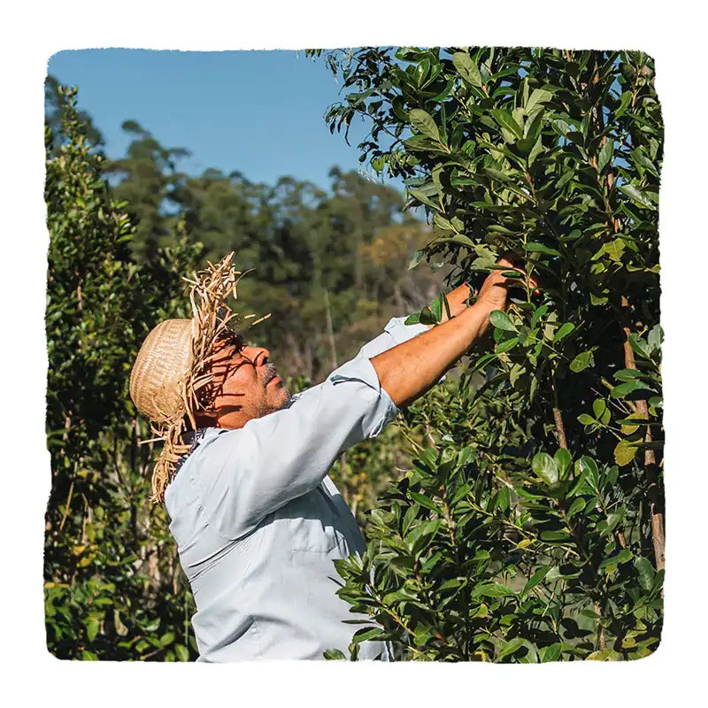 yerba mate worker in a plantation