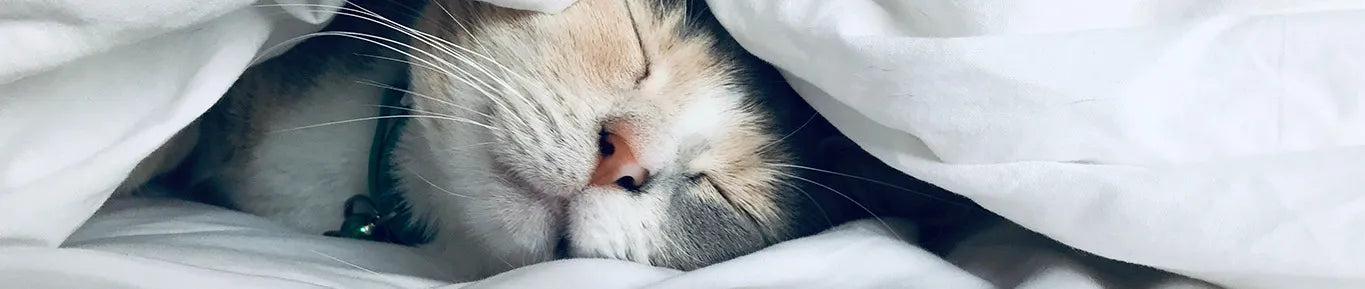 Le maté empêche-t-il de dormir ?