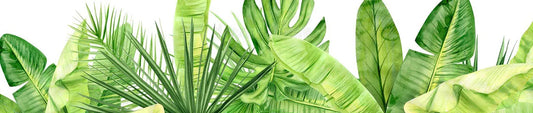 plantes illustration