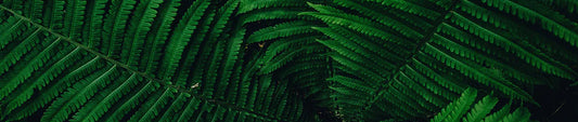 feuilles plante close up