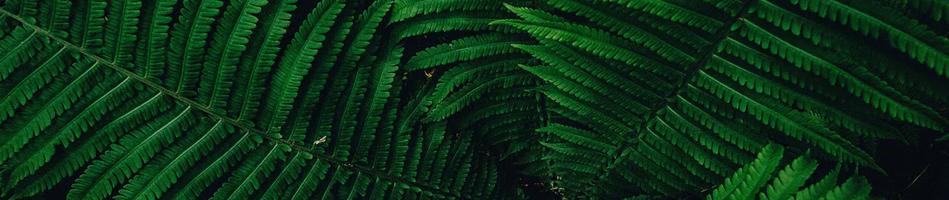 feuilles plante close up
